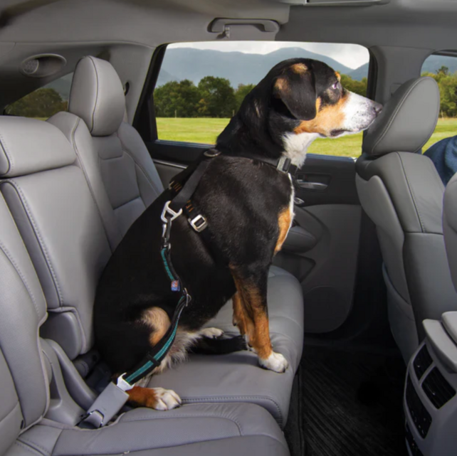 Direct to Seatbelt Swivel Tether - Blauw