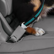 Direct to Seatbelt Swivel Tether - Blauw