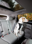 Dog Seatbelt Loop