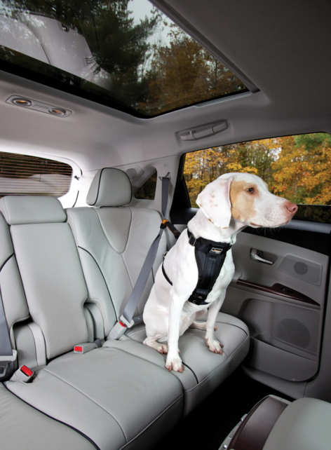 Dog Seatbelt Loop