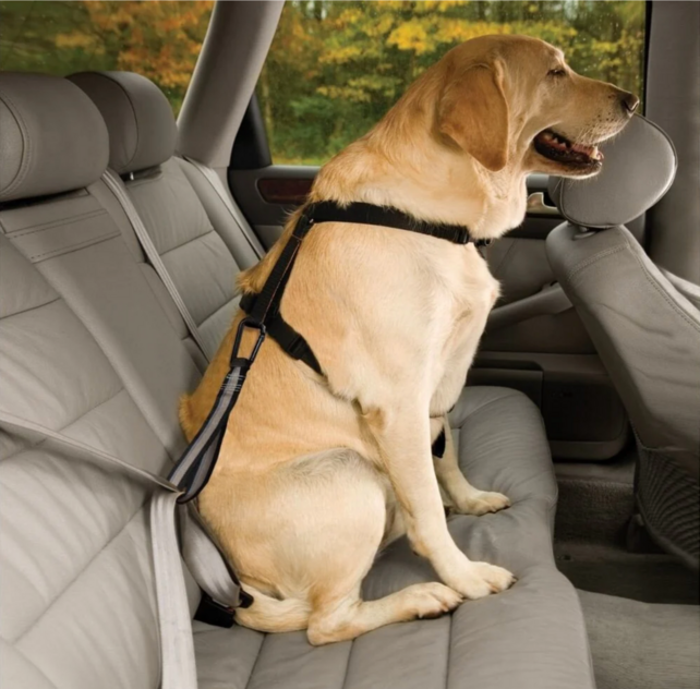 Dog Seatbelt Loop