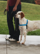 Easy Walk Deluxe Harness M