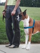 Easy Walk Deluxe Harness M/L