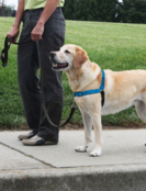 Easy Walk Deluxe Harness L
