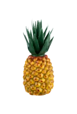 NINO 595 Pineapple