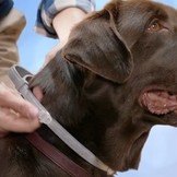 Seresto Collar Dog