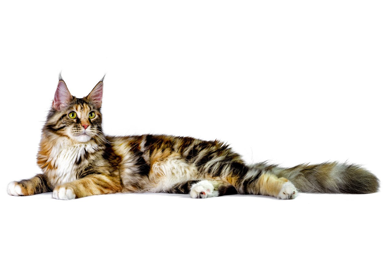 Maine Coon