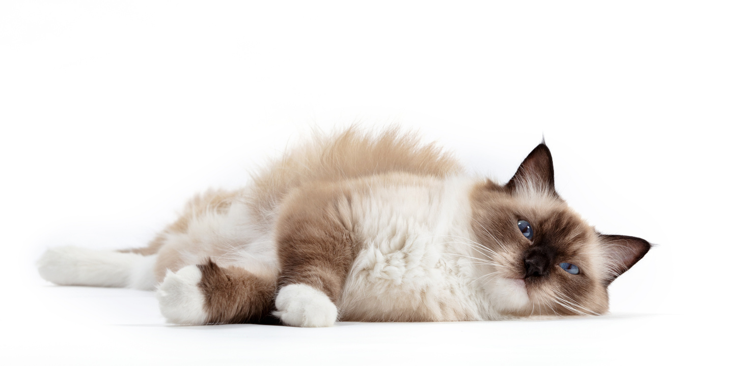 Ragdoll