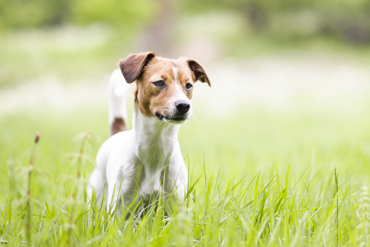 Dansk-svensk gårdhund