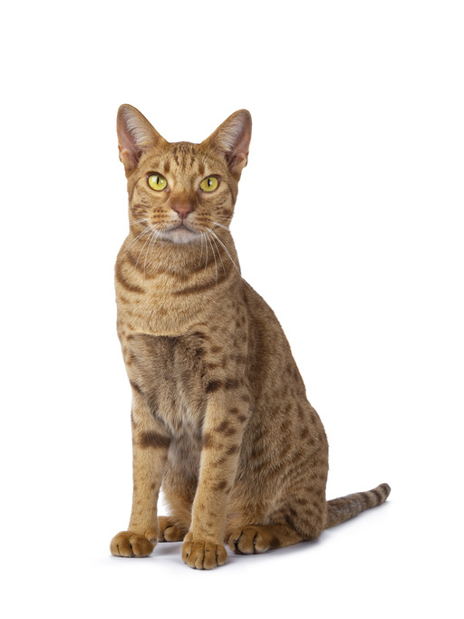 Ocicat