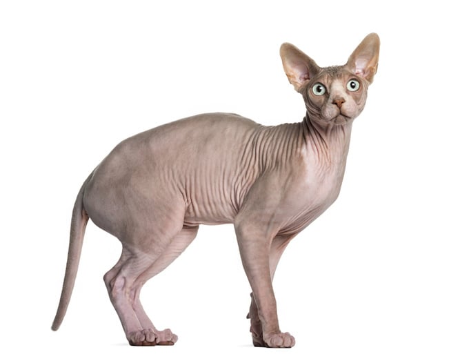 Sphynx kat