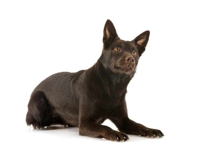 Australsk kelpie