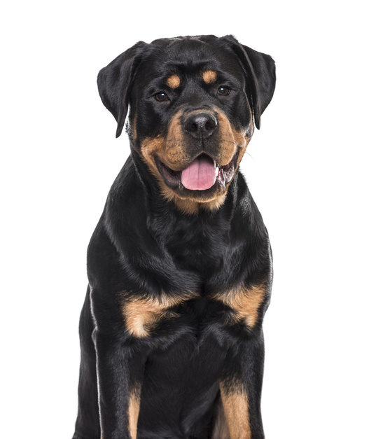 Rottweiler