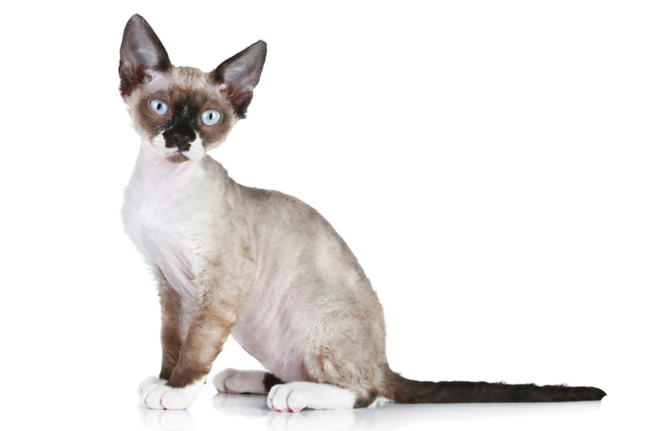 Devon rex