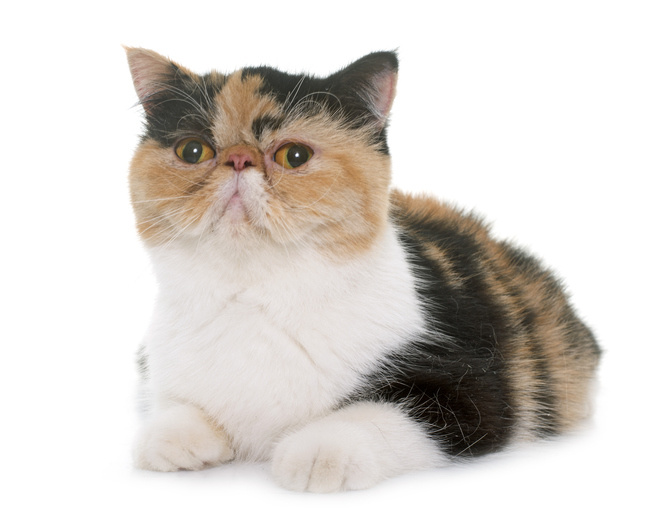 Exotic shorthair