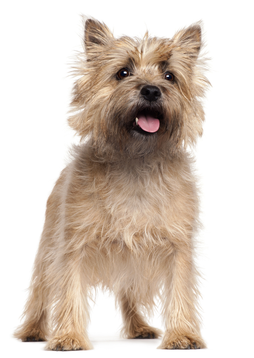 Cairn terrier