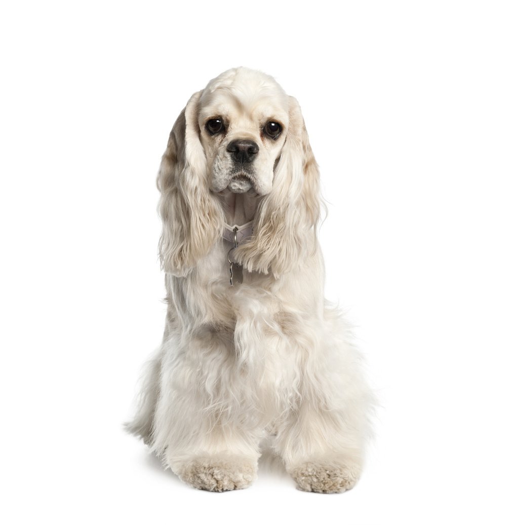 Amerikansk cocker spaniel