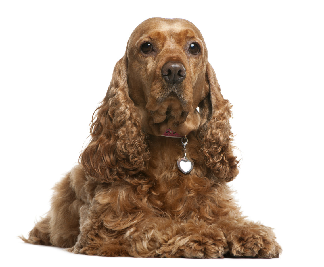 Engelsk Cocker Spaniel