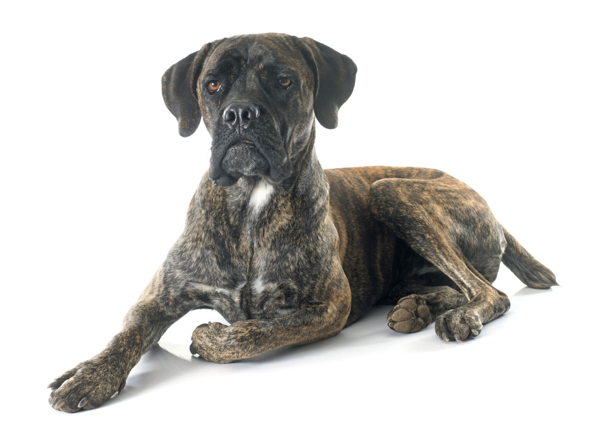 Cane Corso Italiano