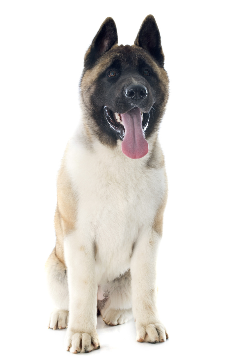 American akita