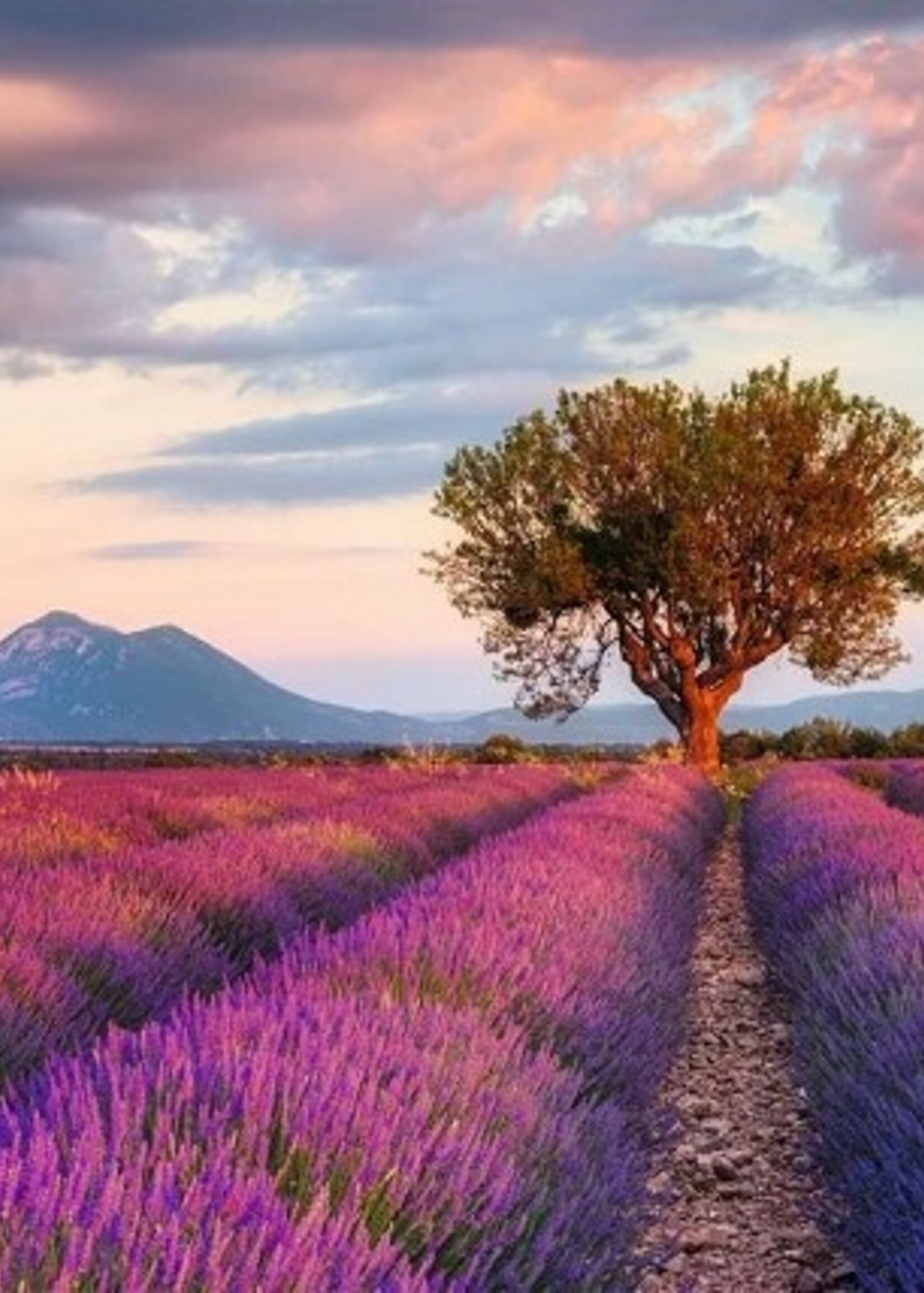 Ravensburger puzzel Lavendel velden 1000 stukjes