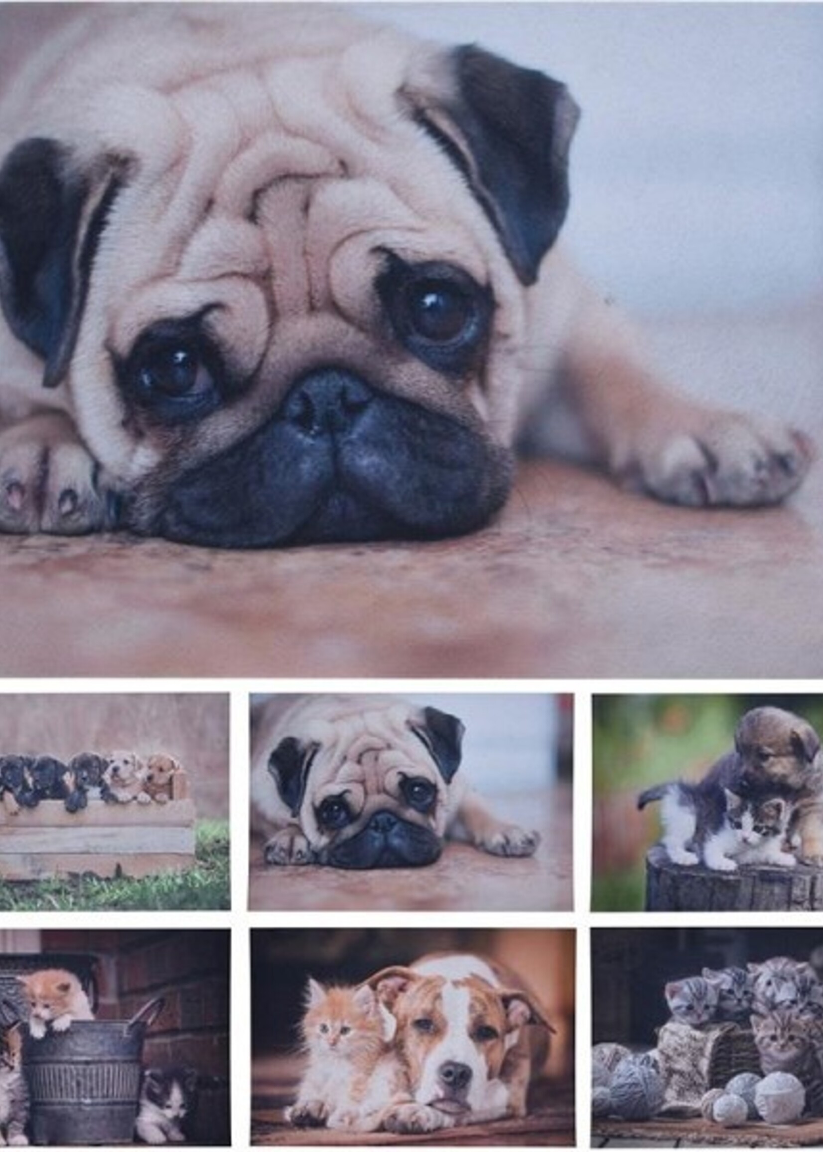 Deurmat 58X38Cmmet afbeelding huisdieren 6 assorti dessins