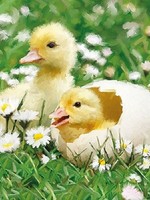 Ambiente Servetten 33x33cm Newborn Chicks 20 stuks