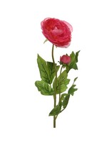 Decoris Ranonkel polyester roze 10x8xH57cm