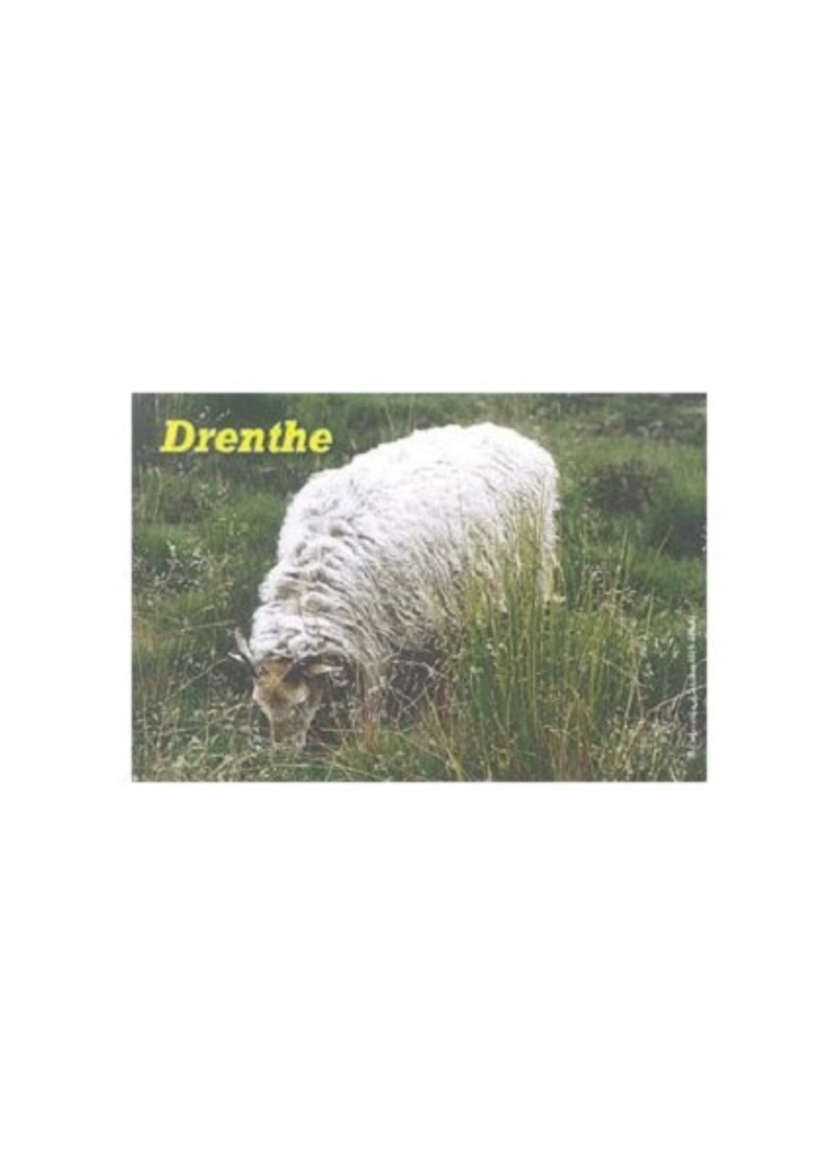 Fotomagneet Drenthe schaap