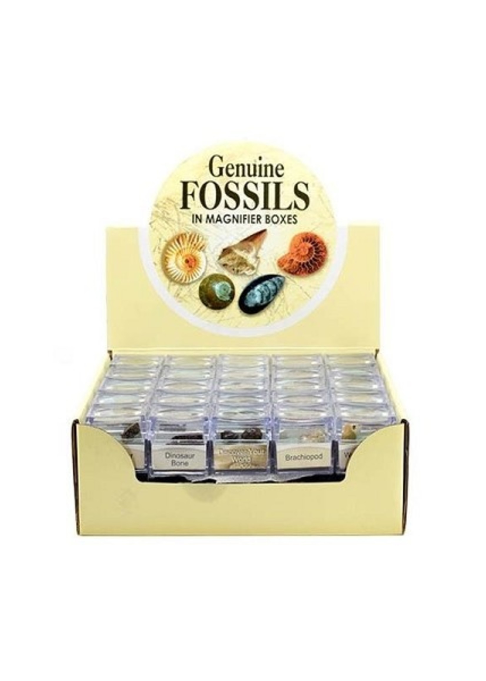 Fossielen in vergrootglas doosje (100% echt) 4x4x4cm