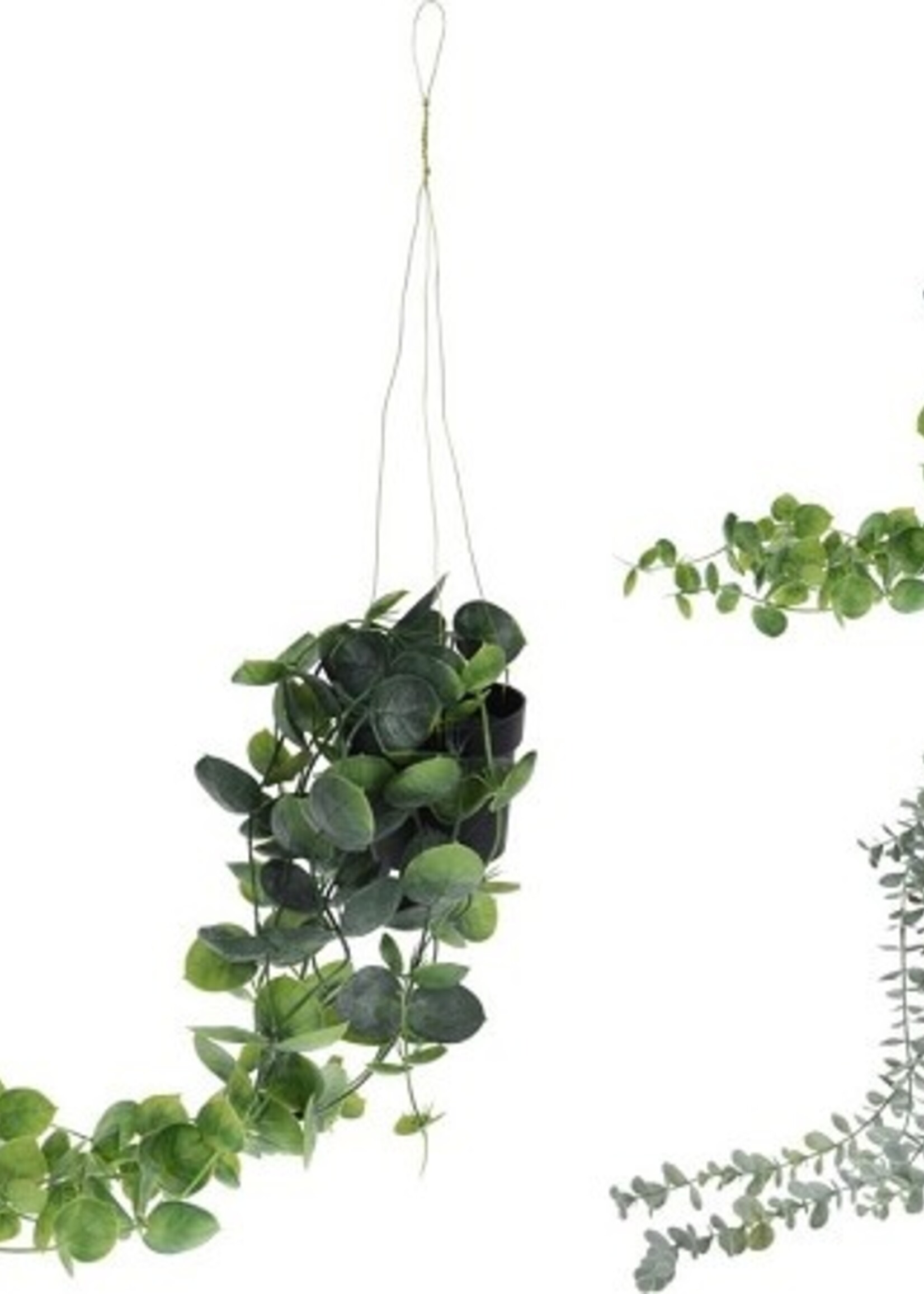 Hangplant in pp pot 56cm per stuk