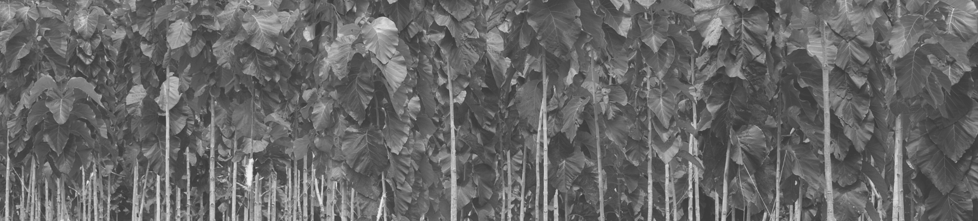 Is er verschil tussen nieuw en gerecycled teakhout?