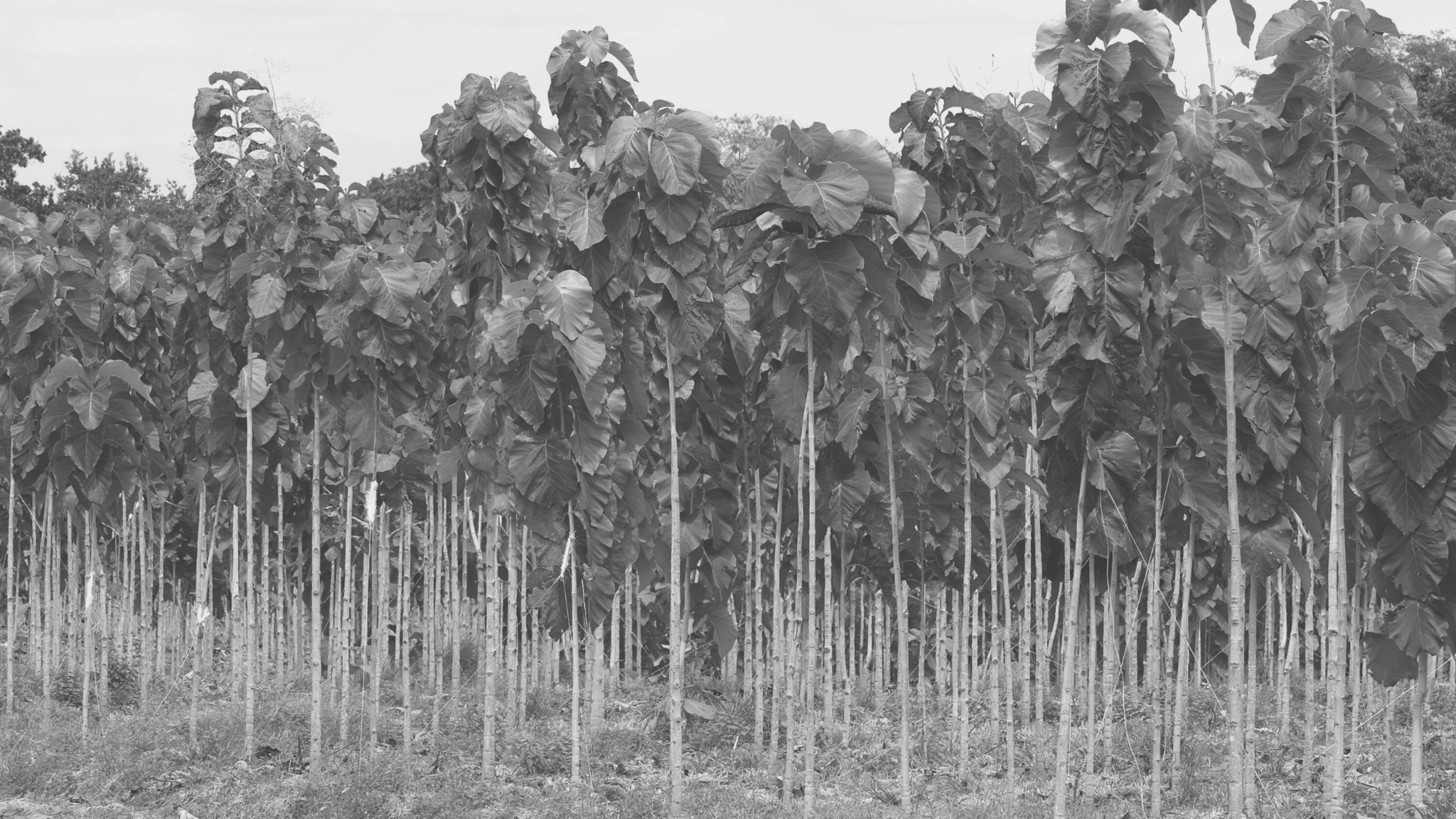 Is er verschil tussen nieuw en gerecycled teakhout?