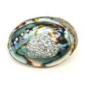 Smudge abalone schelp 13 -15 cm