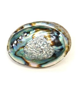 Smudge abalone schelp 13 -15 cm