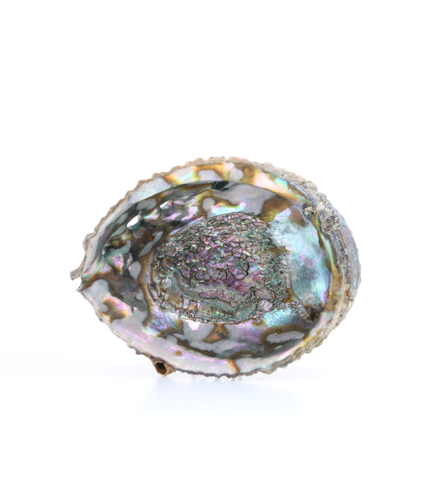 Smudge abalone schelp 12 cm ruw