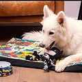 DC Comics Batman Hondenmand Kattenmand