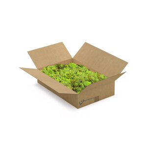 ECO moss Apricis | L box | The cheapest