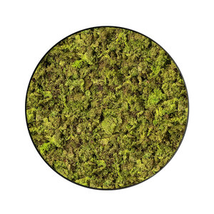 Moss circle style ECO Apricis