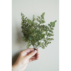 Lutti fern leaves prepared