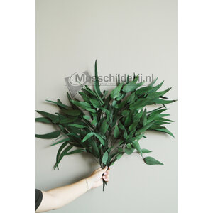 Eucalyptus leaves prepared