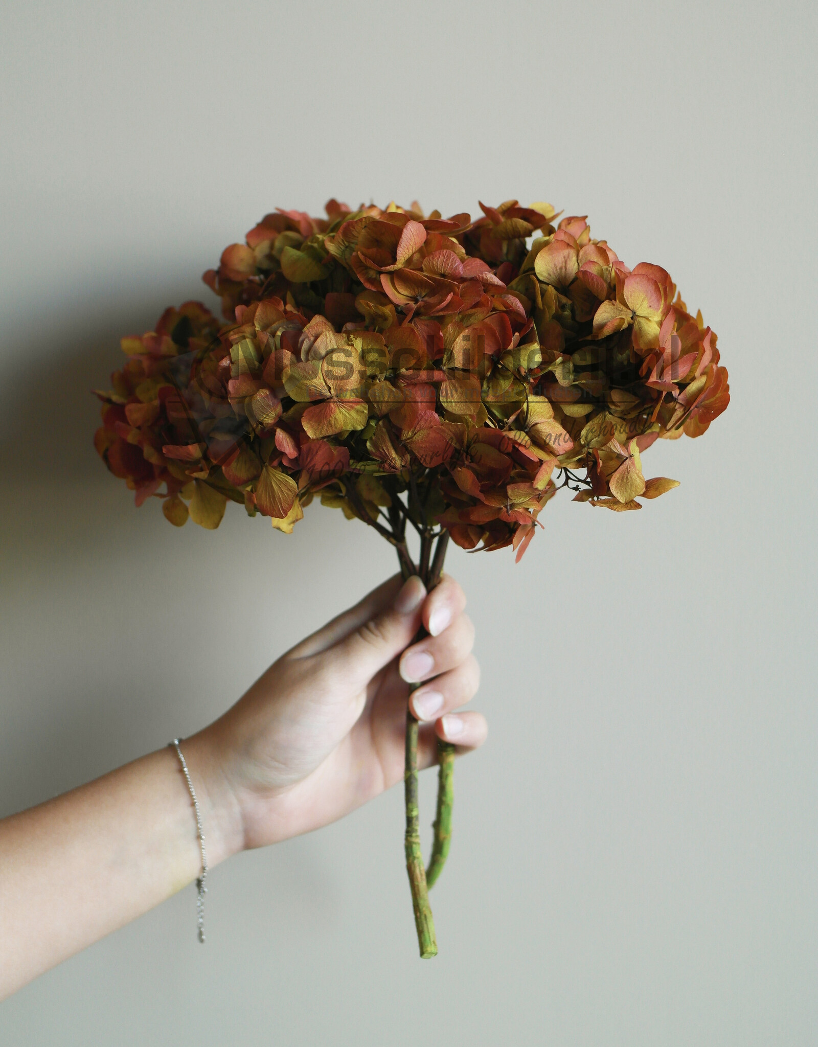 Hydrangea bloem geprepareerd