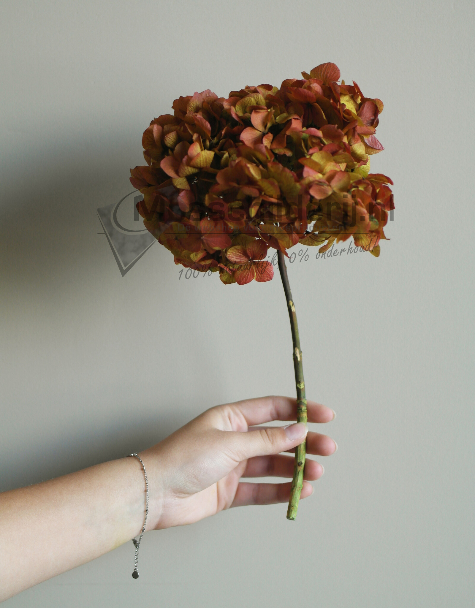 Hydrangea bloem geprepareerd