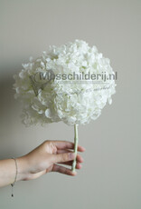 Hydrangea bloem wit geprepareerd