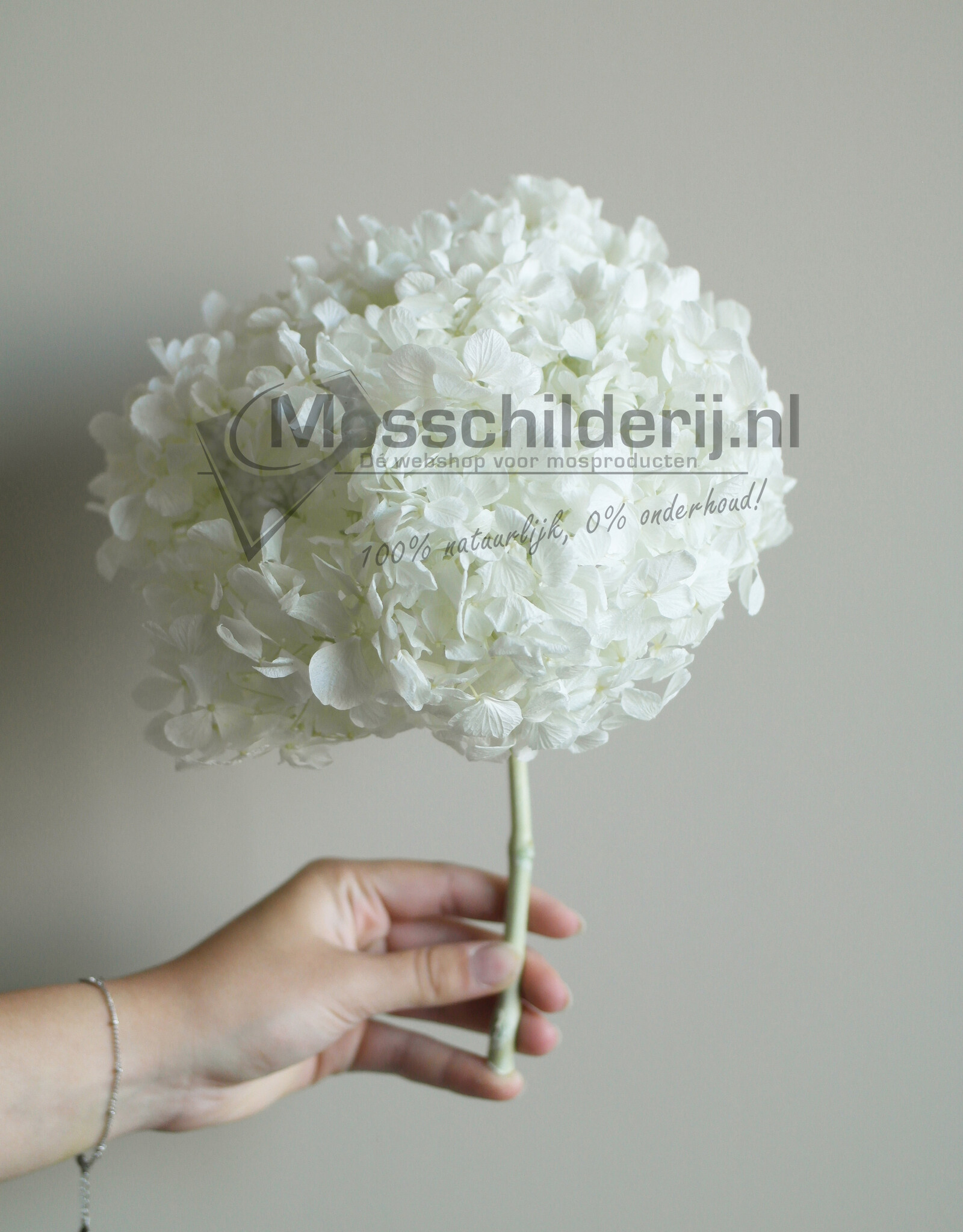 Hydrangea bloem wit geprepareerd
