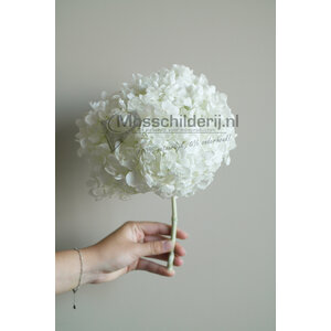 Hydrangea flower white prepared