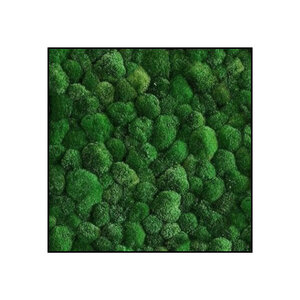 Moss square 100% Bulbs incl. frame