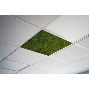 Moss ceiling Agena 58cm x 58cm