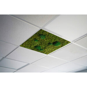 Moss ceiling Bella