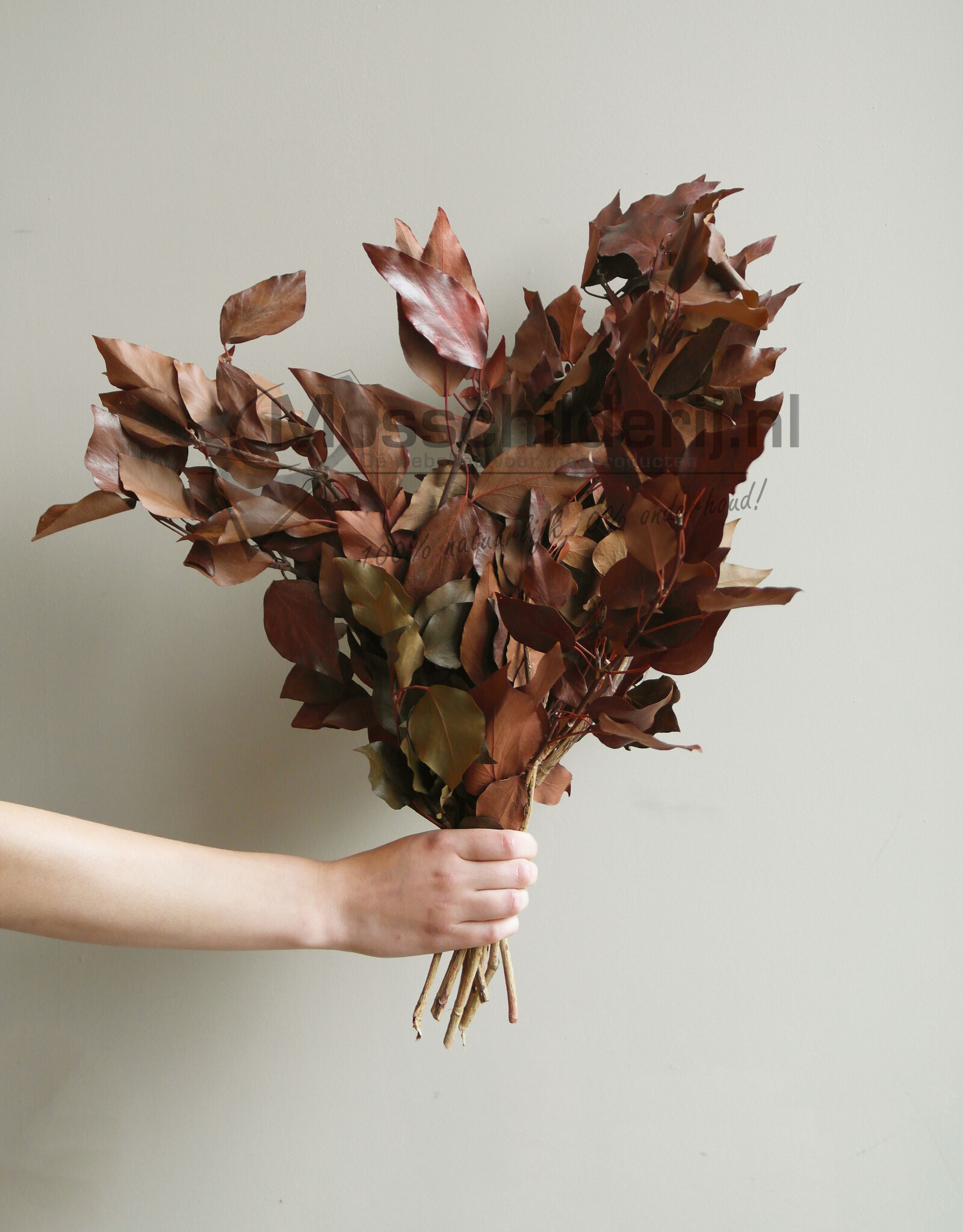 Hedera bladeren geprepareerd rood